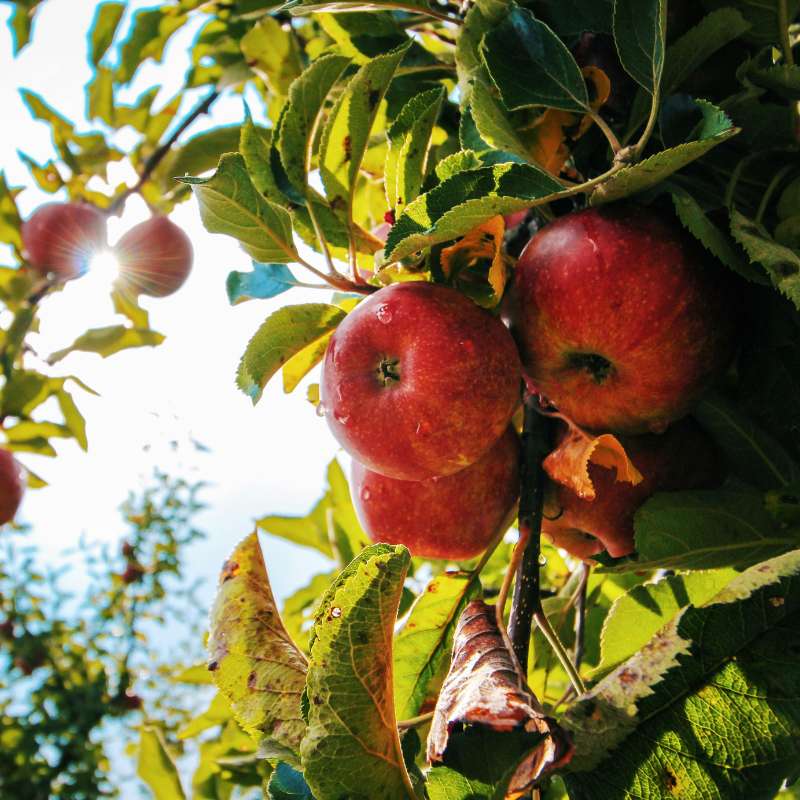 Appels aan een boom
